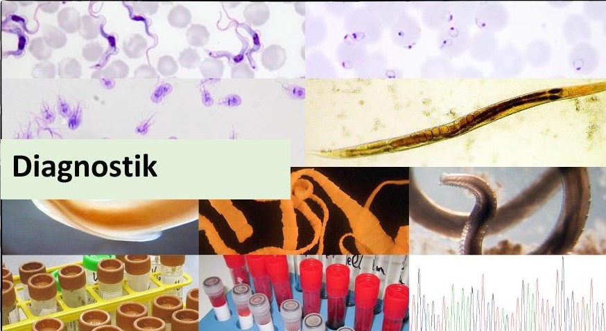 Im Diagnostikzentrum der Parasitologie (DZP) werden Proben aus dem humanen und veterinären Bereich auf Parasiten untersucht. Diese Dienstleistung führen wir für Spitäler, Arztpraxen, Tierärzte, Veterinärmedizinischen Fakultäten, Zoo's und in Zusammenhang mit Forschungsprojekten durch.